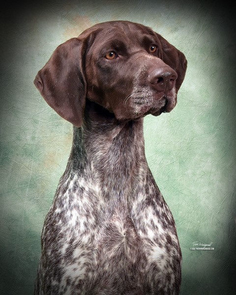 Sylvie